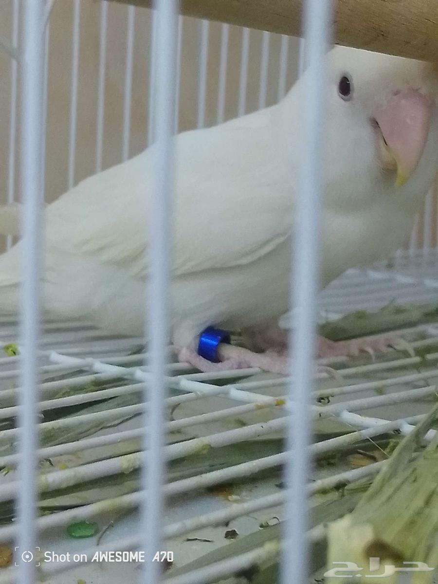 نثى روز البينو عيون حمر صافي64506774785410114