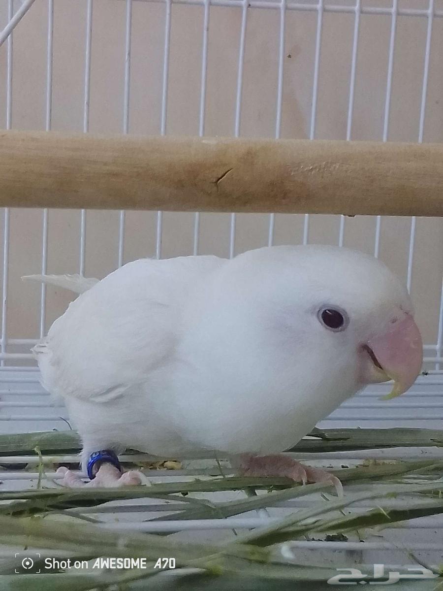 نثى روز البينو عيون حمر صافي64506774785410112