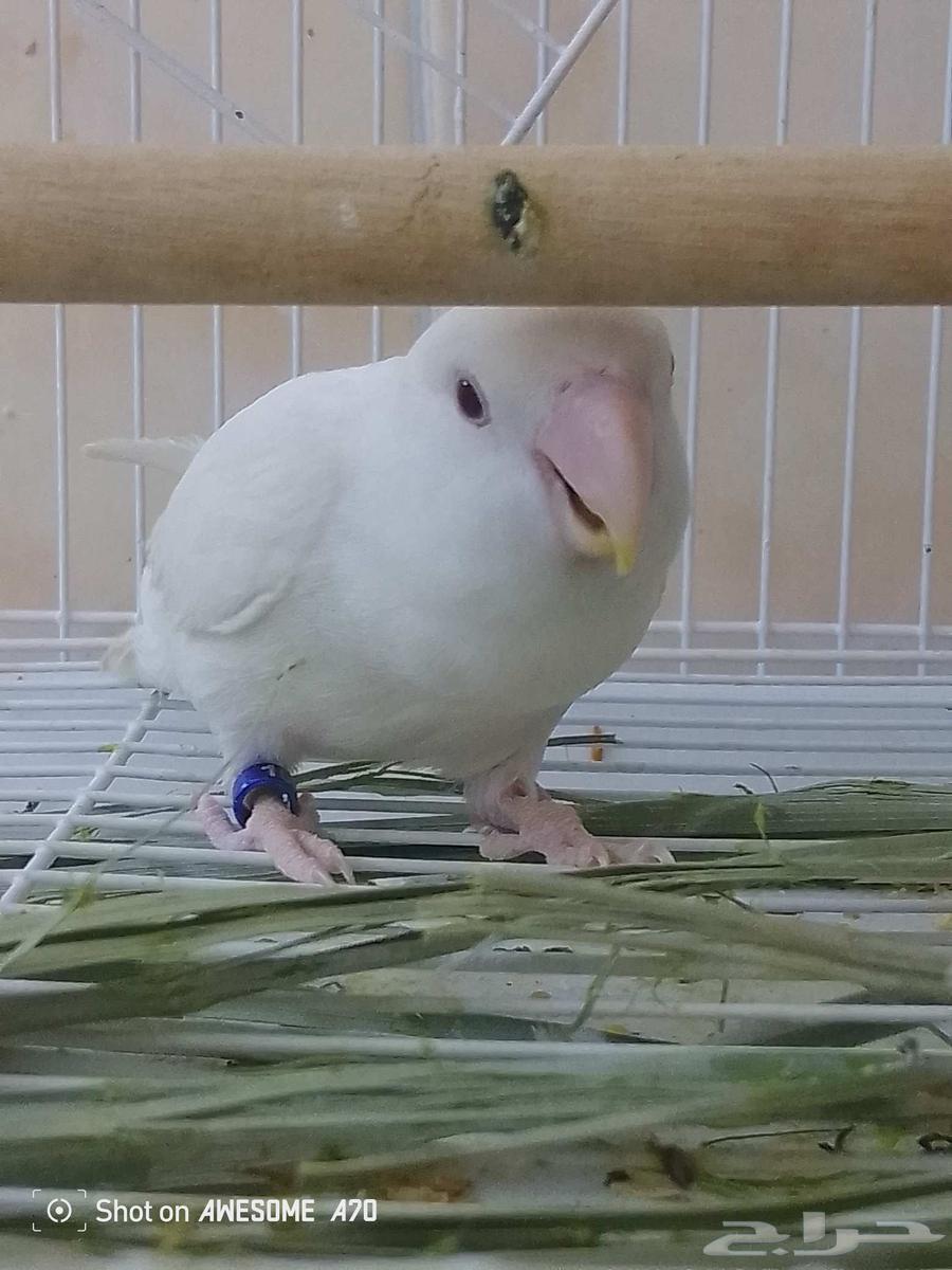 نثى روز البينو عيون حمر صافي64506774785410110