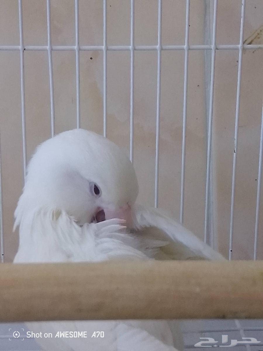 نثى روز البينو عيون حمر صافي64506774785410111