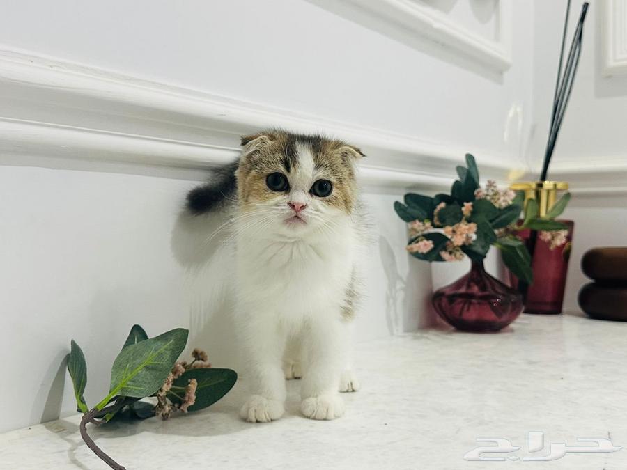 قط للبيع نادر64508887705985110
