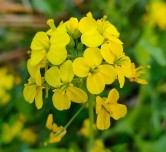 بكج بذور ازهار الوسمي و الربيع السعودية64504860046083112