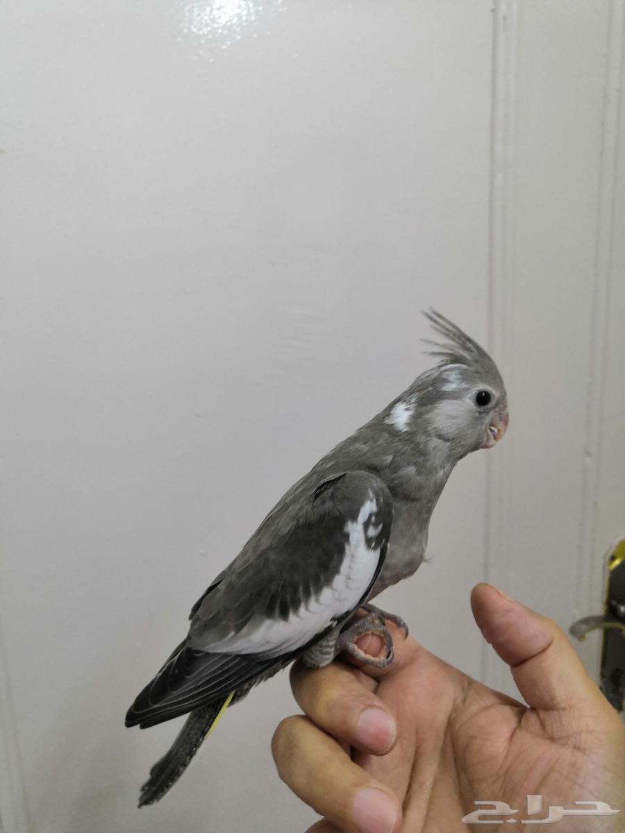 فرخ كروان هولندي ( تم البيع)64505080240387114