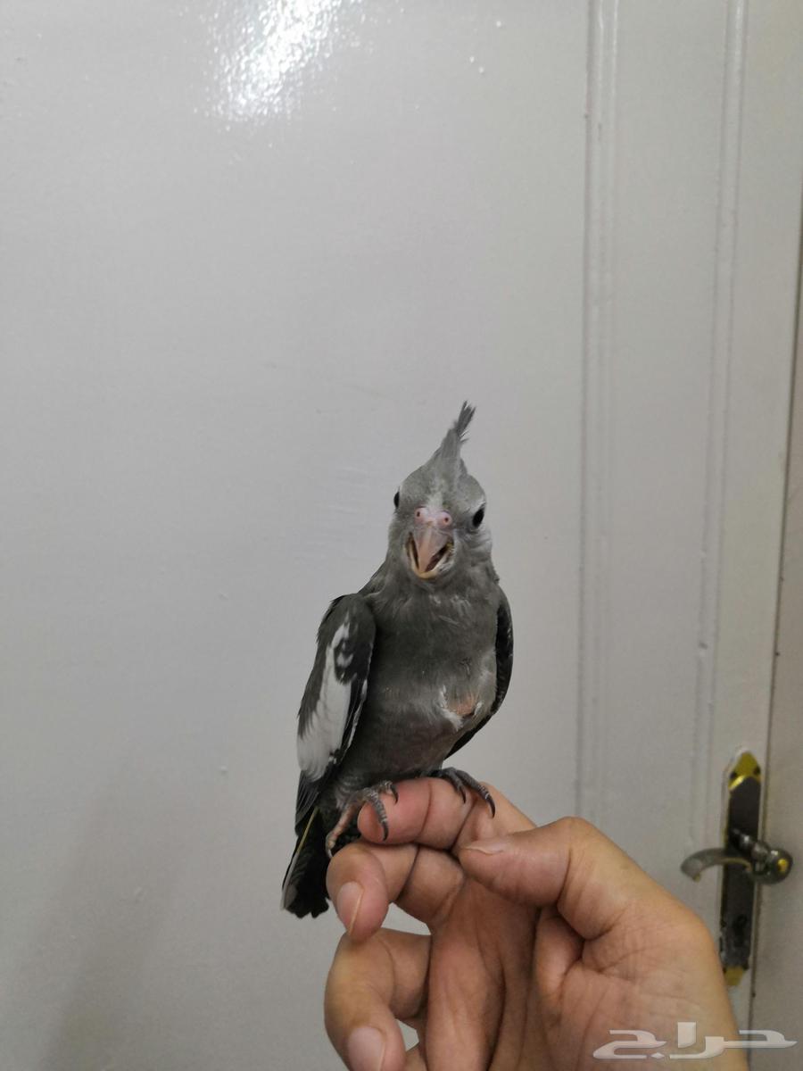 فرخ كروان هولندي ( تم البيع)64505080240387113