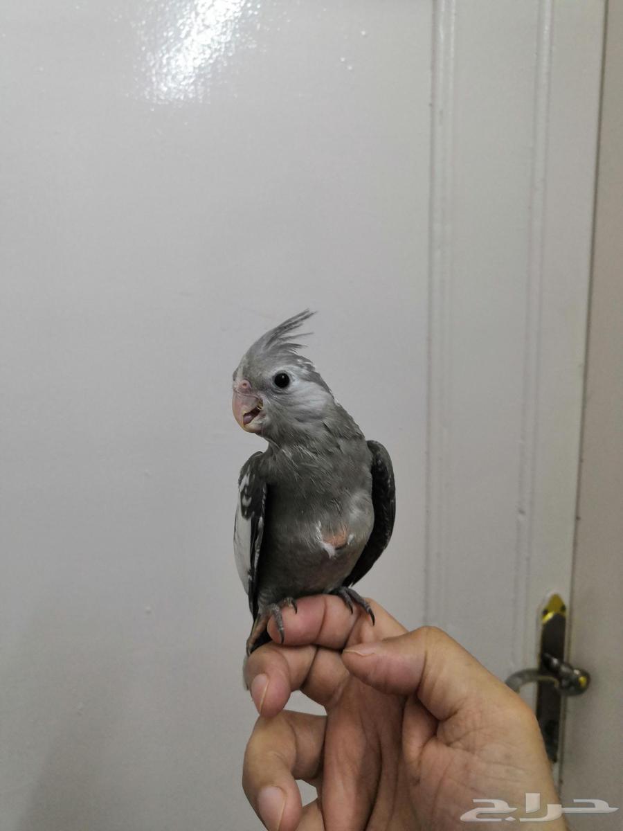 فرخ كروان هولندي ( تم البيع)64505080240387112