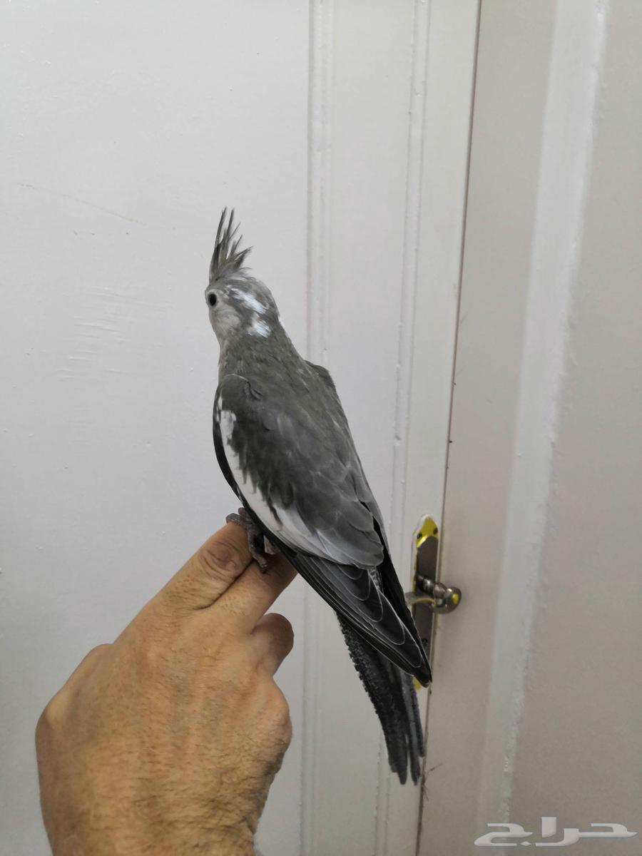 فرخ كروان هولندي ( تم البيع)64505080240387110