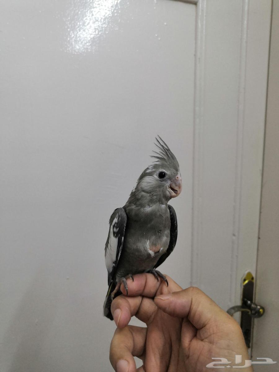 فرخ كروان هولندي ( تم البيع)64505080240387111