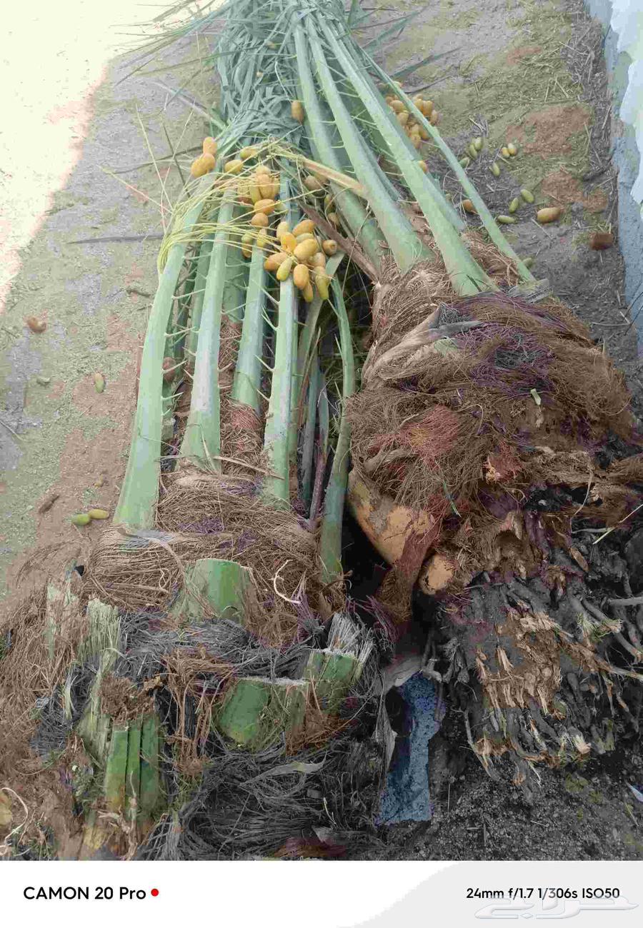 Palm trees64504709155203111