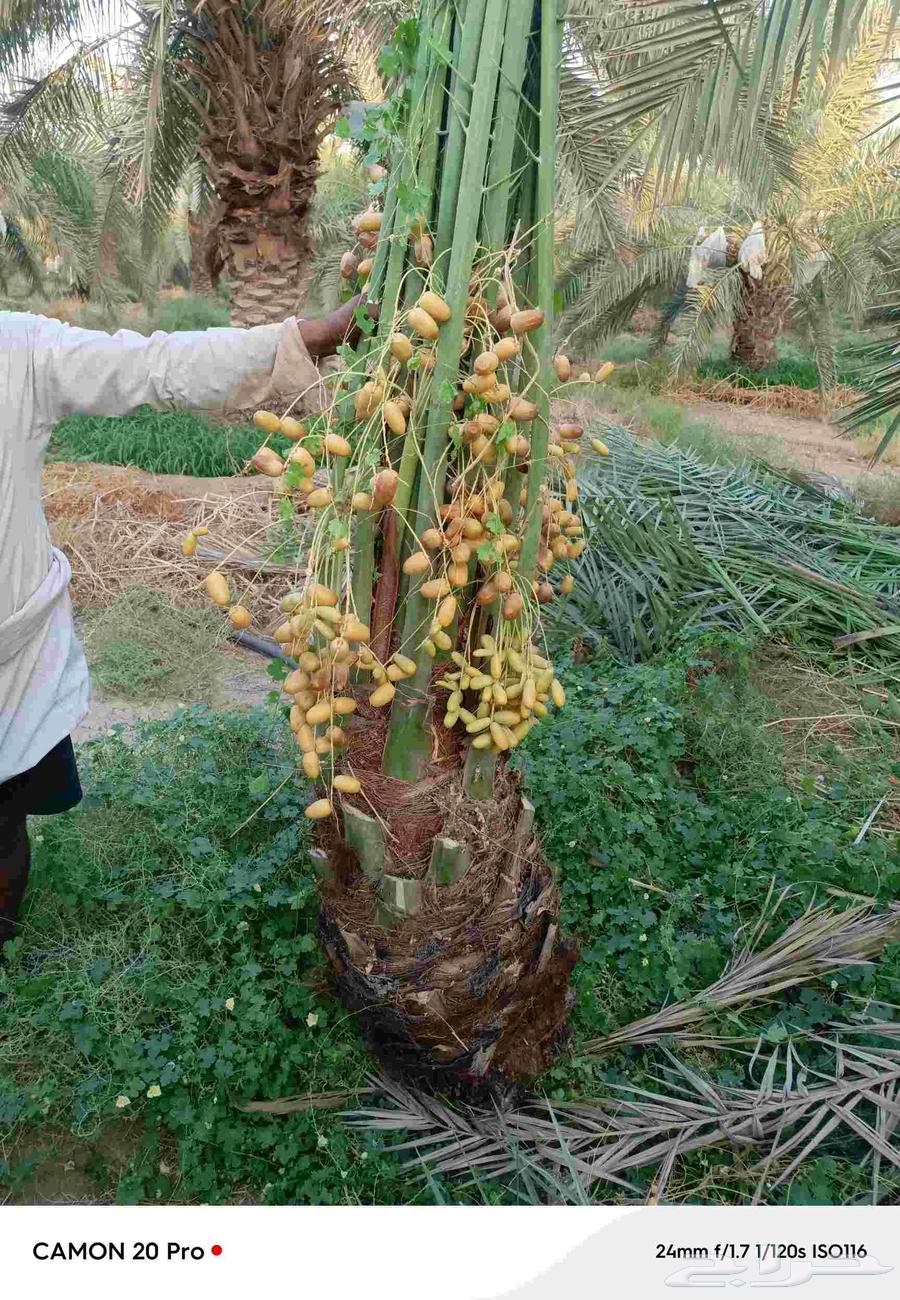 Palm trees64504709155203113