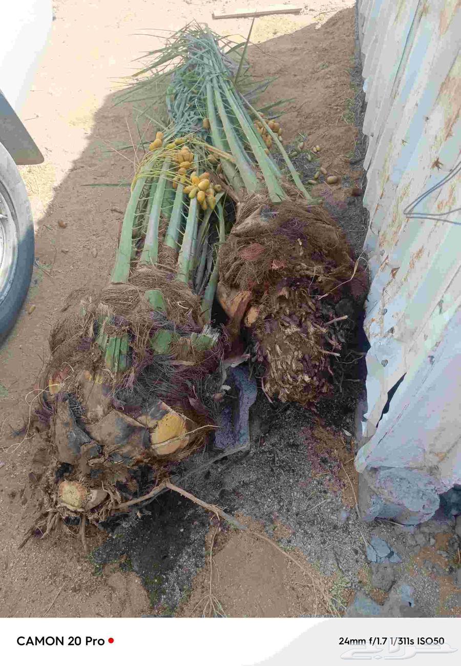 Palm trees64504709155203110