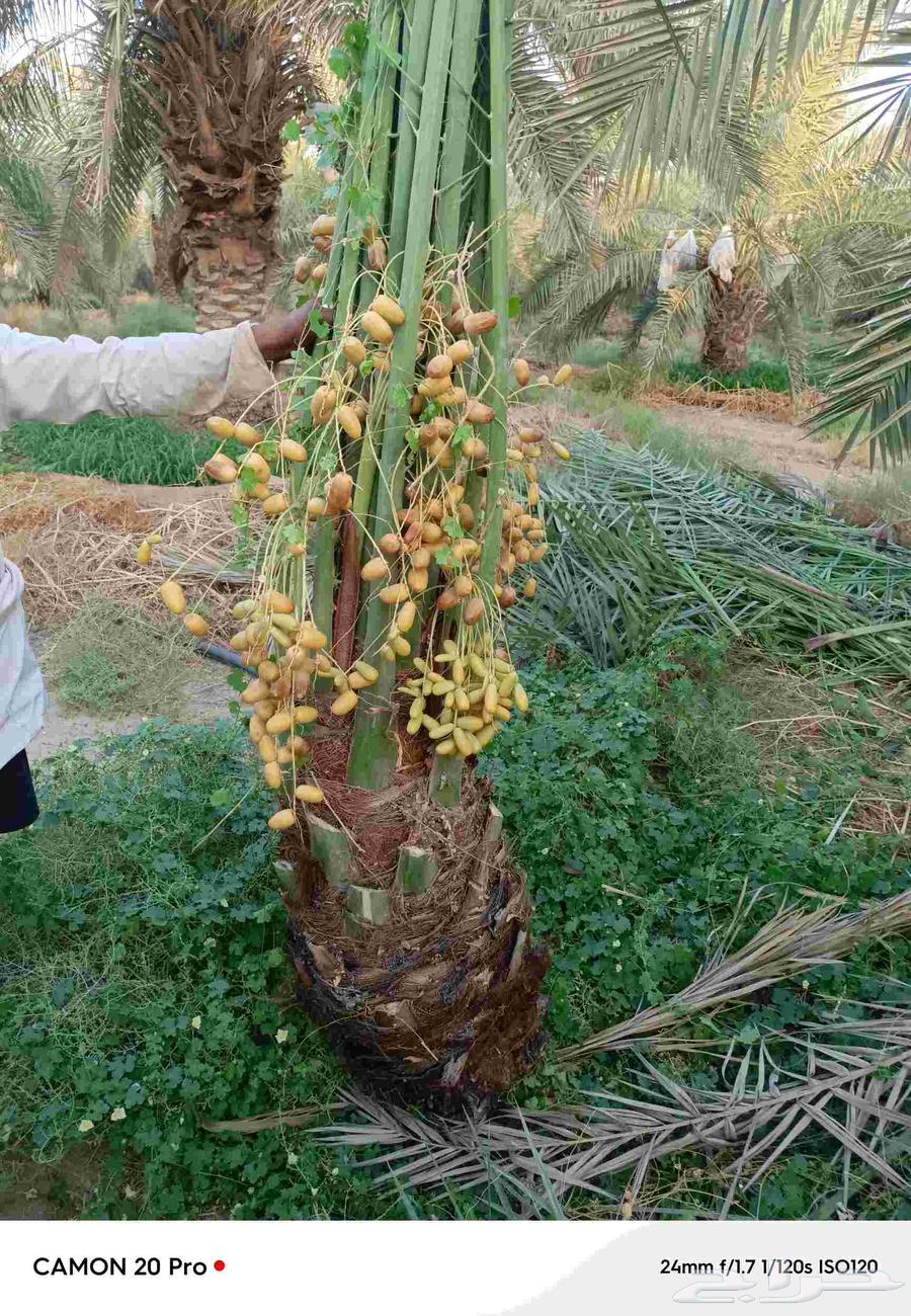 Palm trees64504709155203112