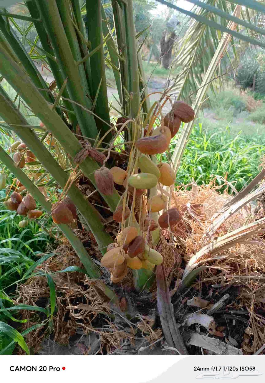 Palm trees64504709155203114