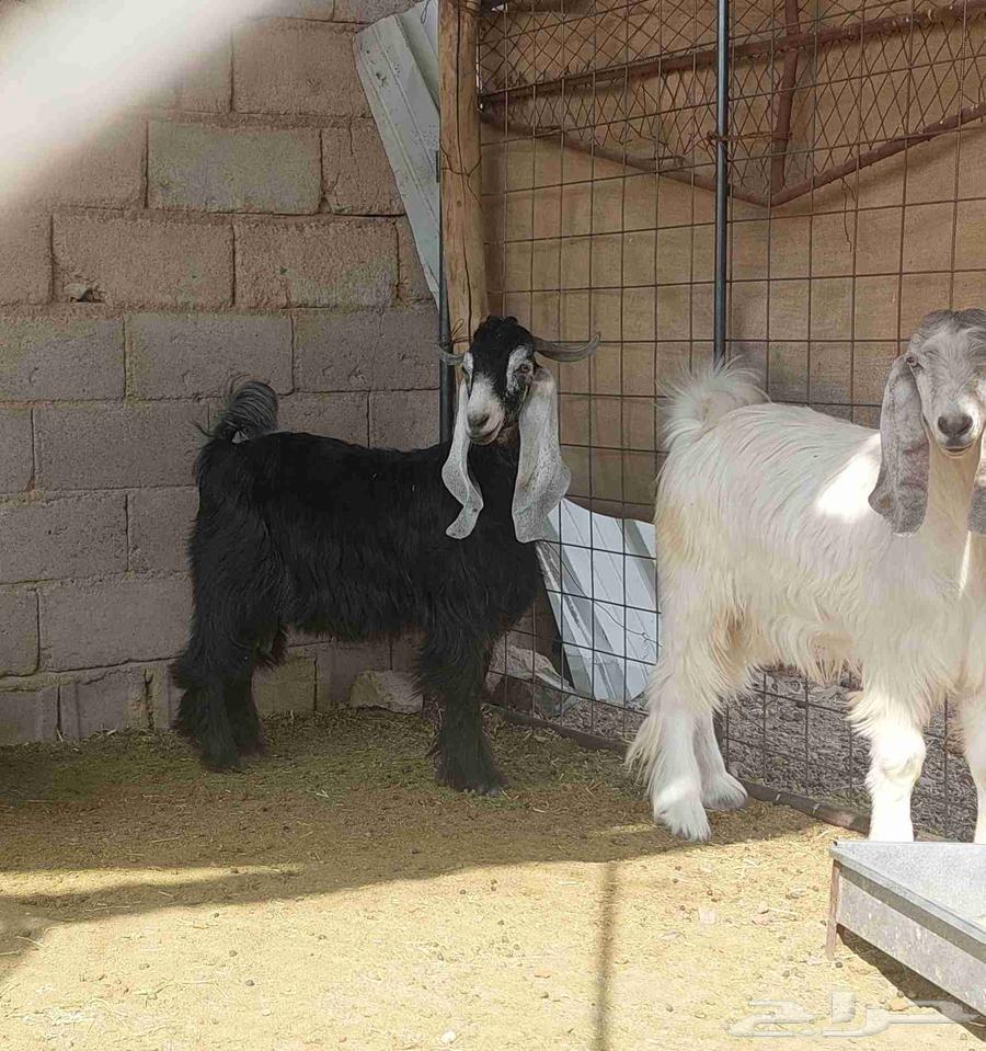 Goats for sale64506718180865111