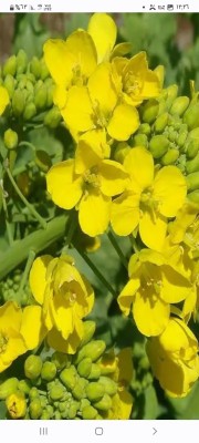 بكج بذور ازهار الوسمي و الربيع السعودية64504860046083113