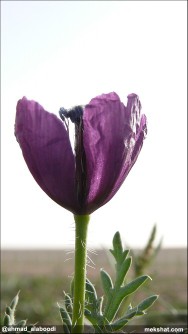 بكج بذور ازهار الوسمي و الربيع السعودية64504860046083111