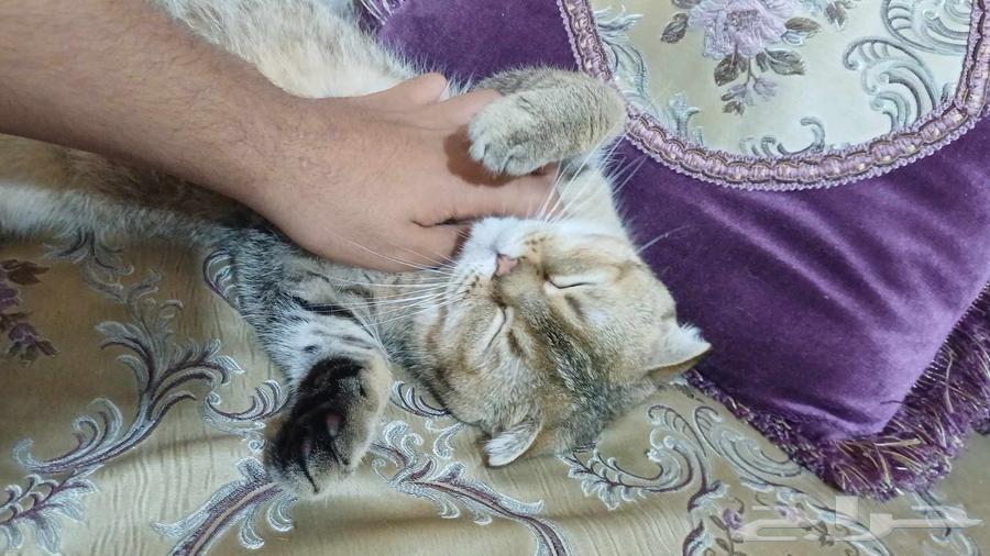 Scotch Fold64510747105155111