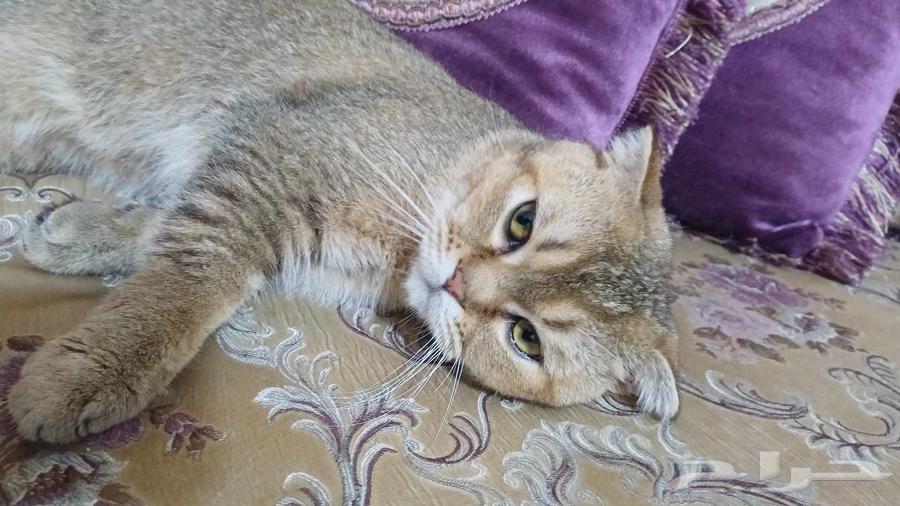 Scotch Fold64510747105155110