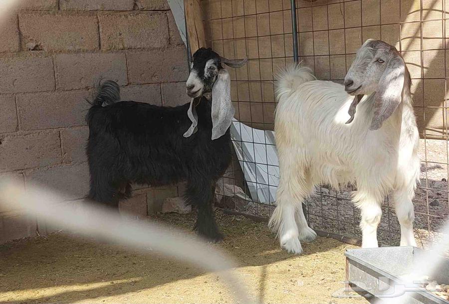 Goats for sale64506718180865110