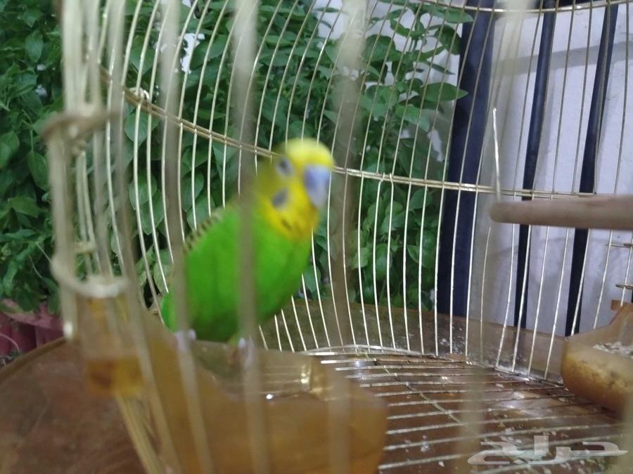 الليع هو القفص64503733213315113