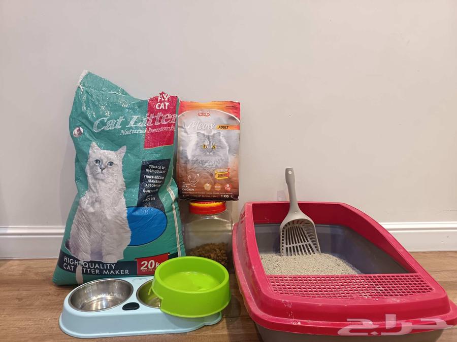 Scottish Fold Cat64507053912834111