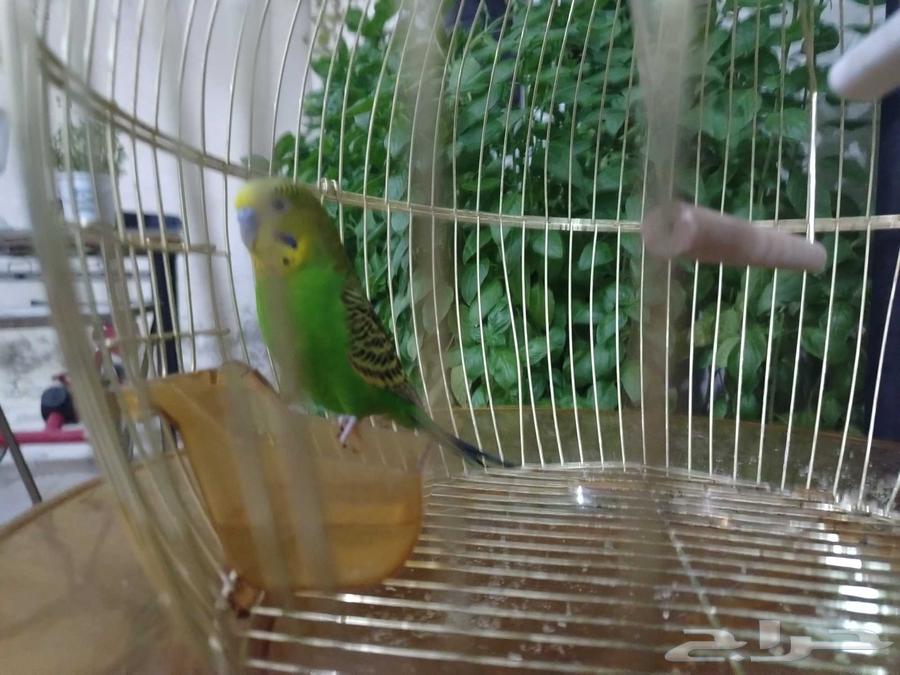 الليع هو القفص64503733213315110