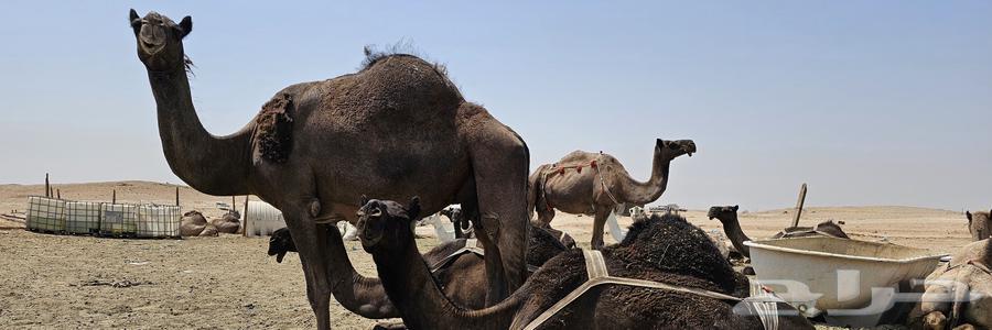 حليب خلفات بجودة عالية64509096358657111