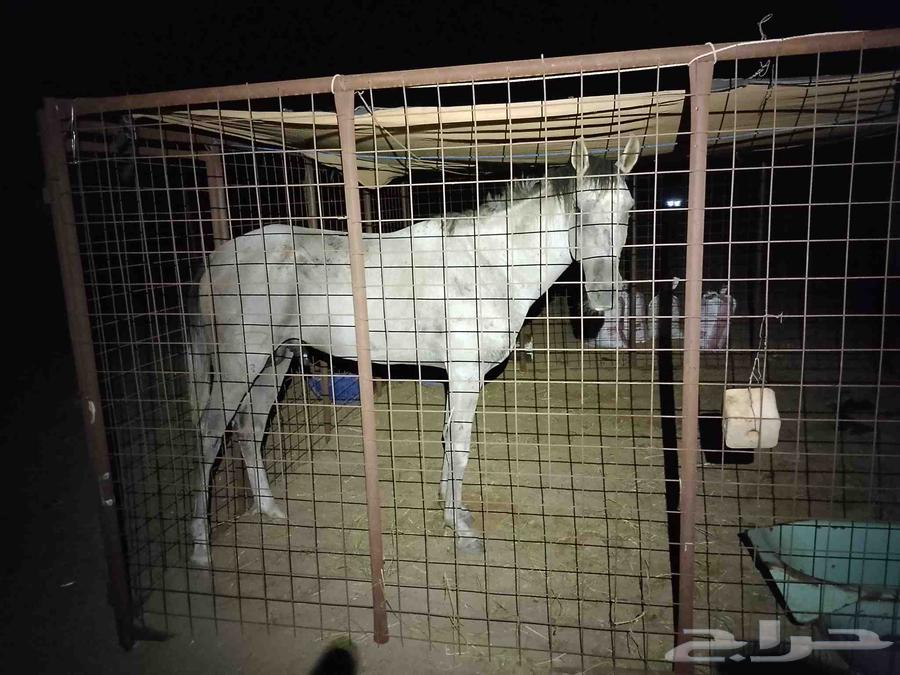 Popular horse for sale or exchange for a camel, accepting suitable offers, location Amaj64508957639171111