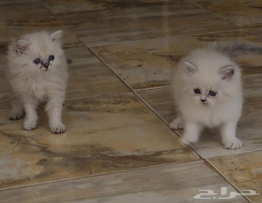 قطط هملايا للبيع العمر شهرين64507682105601111