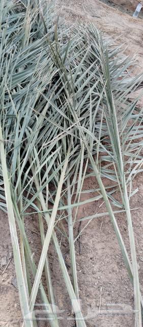 موجود جريد اخضر ممتاز 3ديانه فل64507866162563112