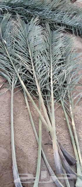 موجود جريد اخضر ممتاز 3ديانه فل64507866162563113