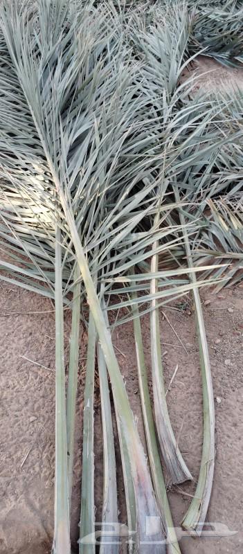 موجود جريد اخضر ممتاز 3ديانه فل64507866162563110