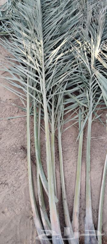 موجود جريد اخضر ممتاز 3ديانه فل64507866162563111