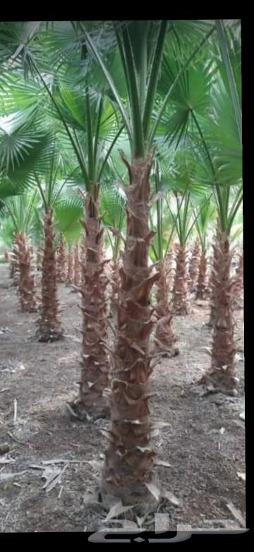 نخل واشنطني64508915576449114