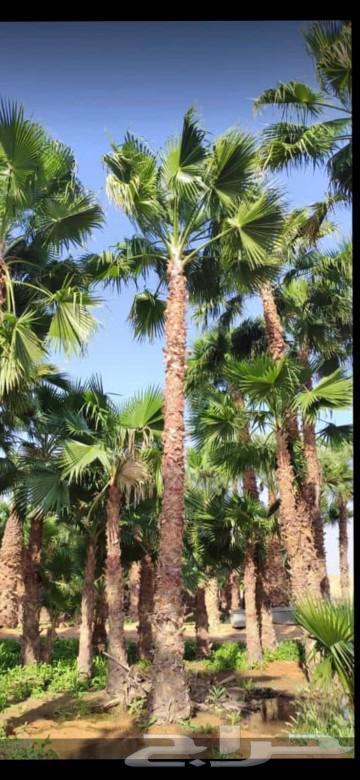 نخل واشنطني64508915576449110