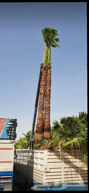 نخل واشنطني64508915576449113