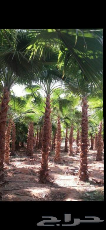 نخل واشنطني64508915576449111