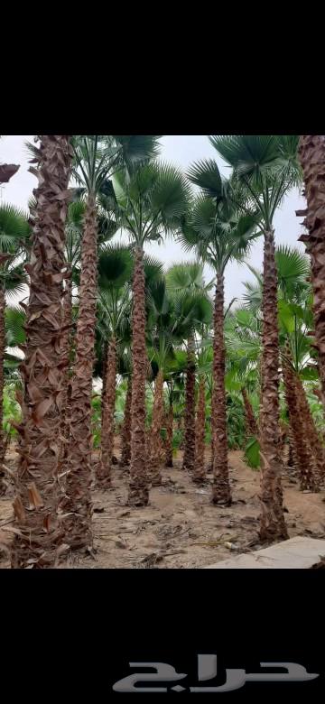 نخل واشنطني64508915576449112