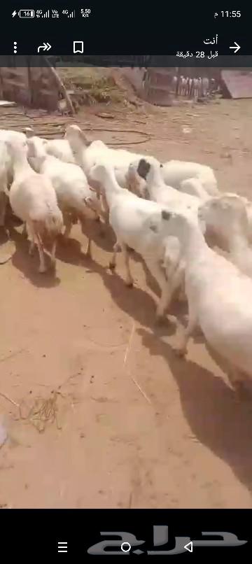 Sheep for sale, quantity 12064503404400002113