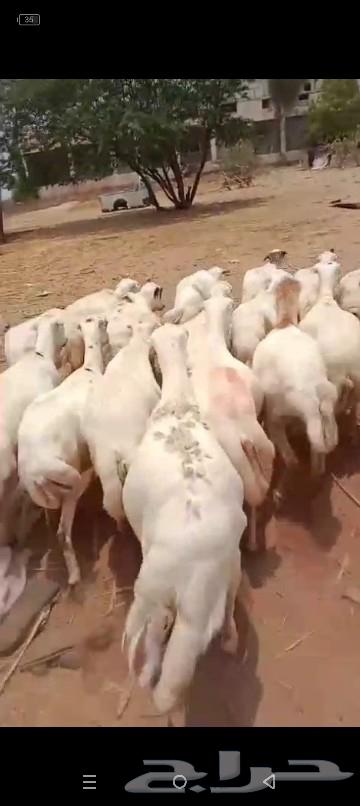 Sheep for sale, quantity 12064503404400002110