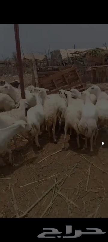 Sheep for sale, quantity 12064503404400002111