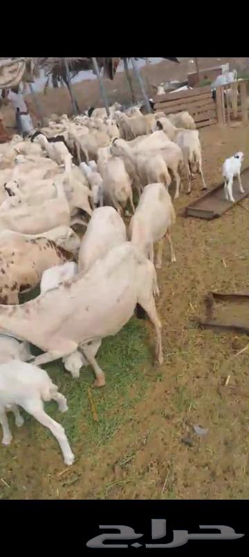 Sheep for sale, quantity 12064503404400002114