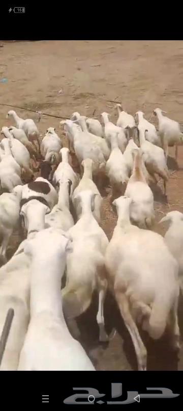 Sheep for sale, quantity 12064503404400002112