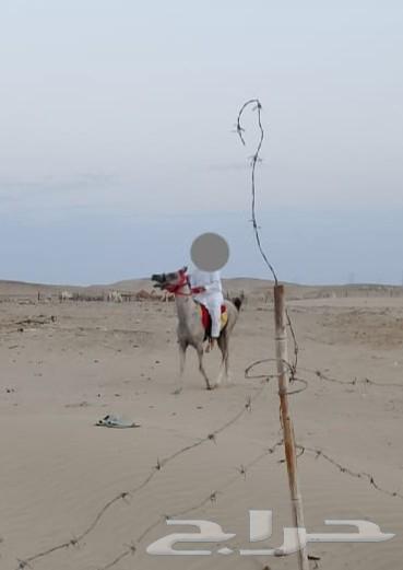 Popular horse for sale or exchange for a camel, accepting suitable offers, location Amaj64508957639171110