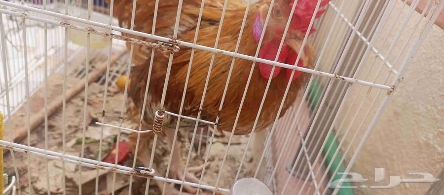 ديك لبيع64506380384387110