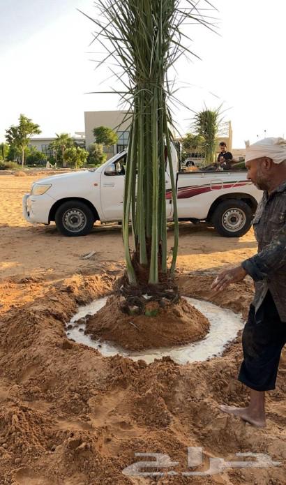 نخل مثمر جثايث نقايل اخلاص سكري برحي صقعي شيشي هلالي64509236301059113