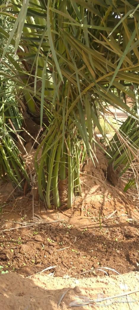 Date palms for sale, Sukkari, Khlas, Barhi, Maghool with delivery64506760807043114