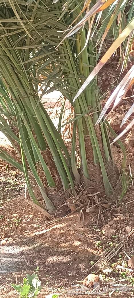 Date palms for sale, Sukkari, Khlas, Barhi, Maghool with delivery64506760807043112