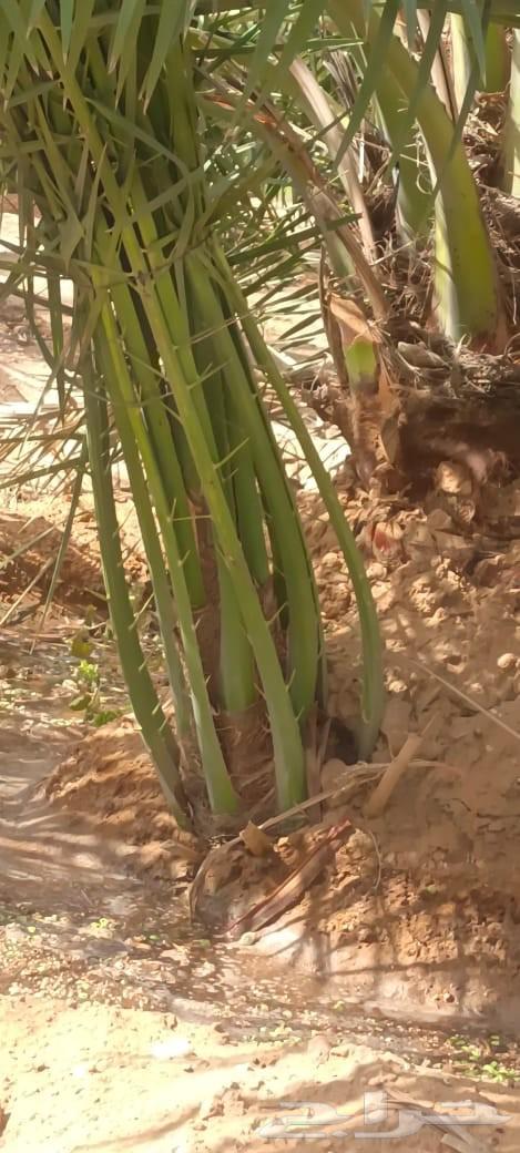 Date palms for sale, Sukkari, Khlas, Barhi, Maghool with delivery64506760807043113