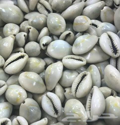 Clam Snail or Moroccan Snail64503664651395110