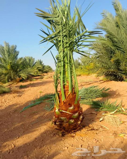 نخل مثمر جثايث نقايل اخلاص سكري برحي صقعي شيشي هلالي64509236301059111